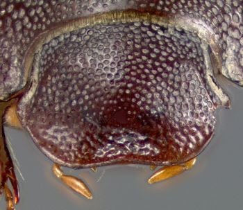 Media type: image;   Entomology 23555 Aspect: head dorsal view
